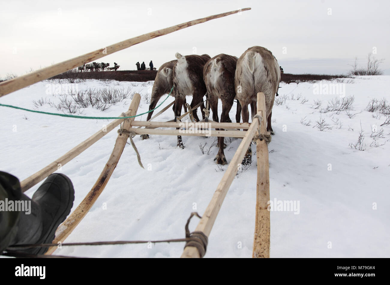 Northern Europe, Russia, Nanyar Mar, Nenets, reindeer shepherds, reindeer slide, Stock Photo