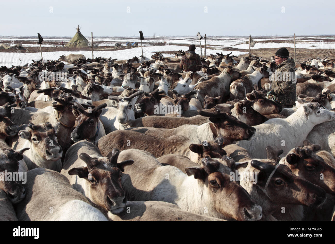 Northern Europe, Russia, Nanyar Mar, Nenets, reindeer shepherds, reindeer herds, Stock Photo