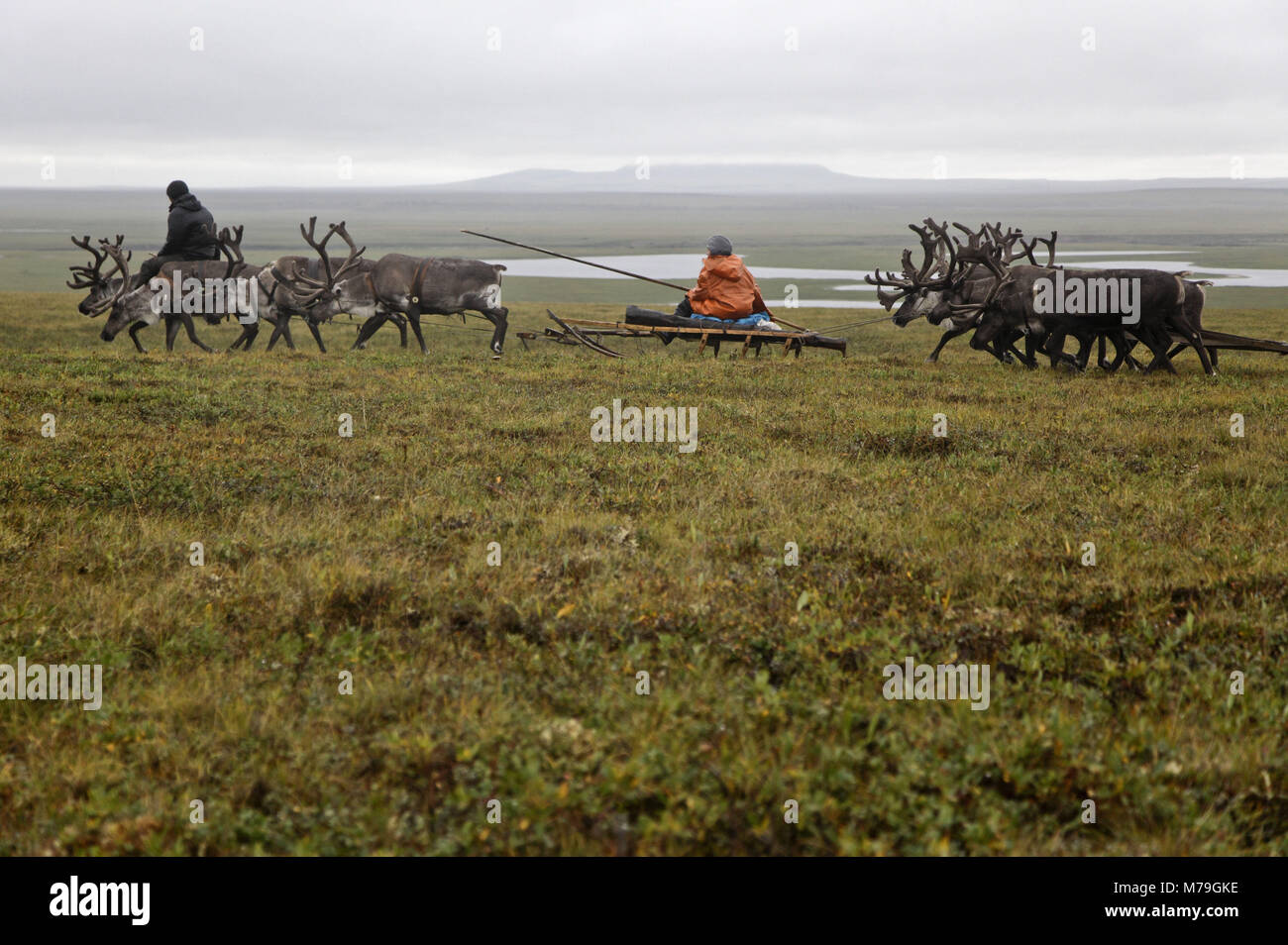 Asia, Russia, Siberia, region of Krasnojarsk, Taimyr peninsula, reindeer slide, tundra, ride, reindeer nomads, Stock Photo