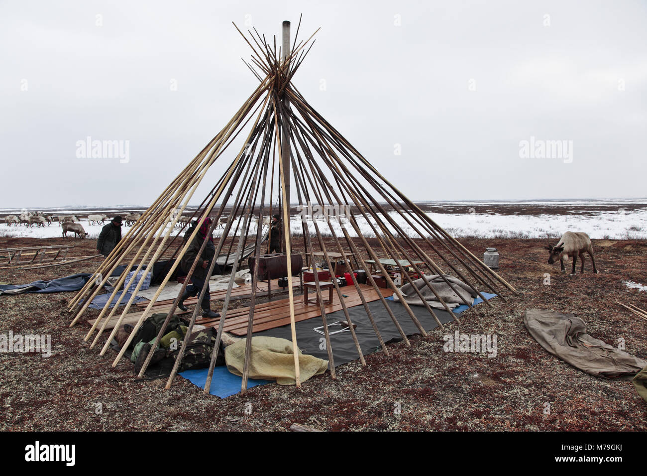 Northern Europe, Russia, Nanya Mar, Nenets, reindeer shepherds, Chum, tent, Stock Photo