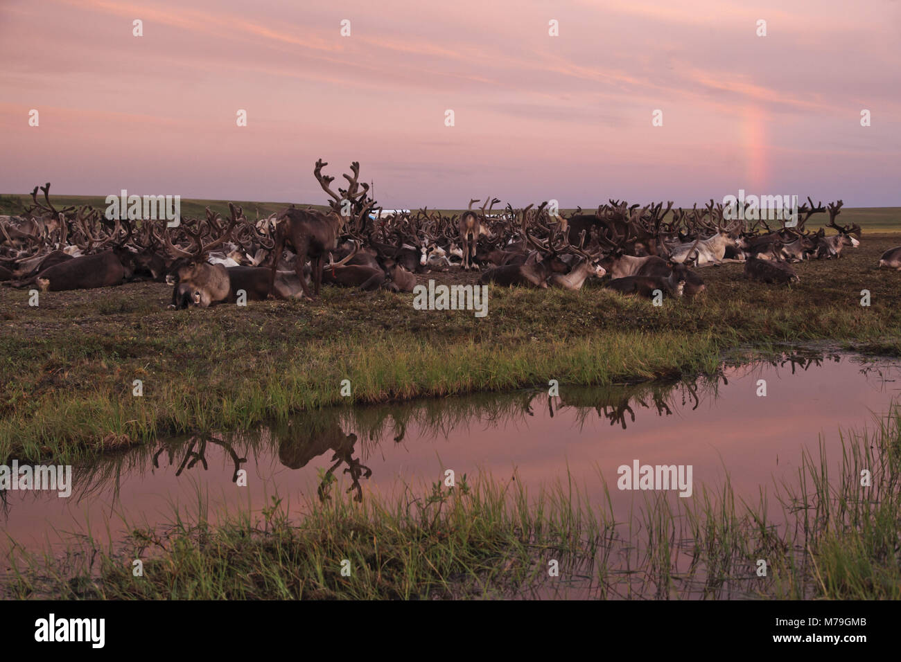 Asia, Russia, Siberia, region of Krasnojarsk, Taimyr peninsula, reindeer herds, Stock Photo