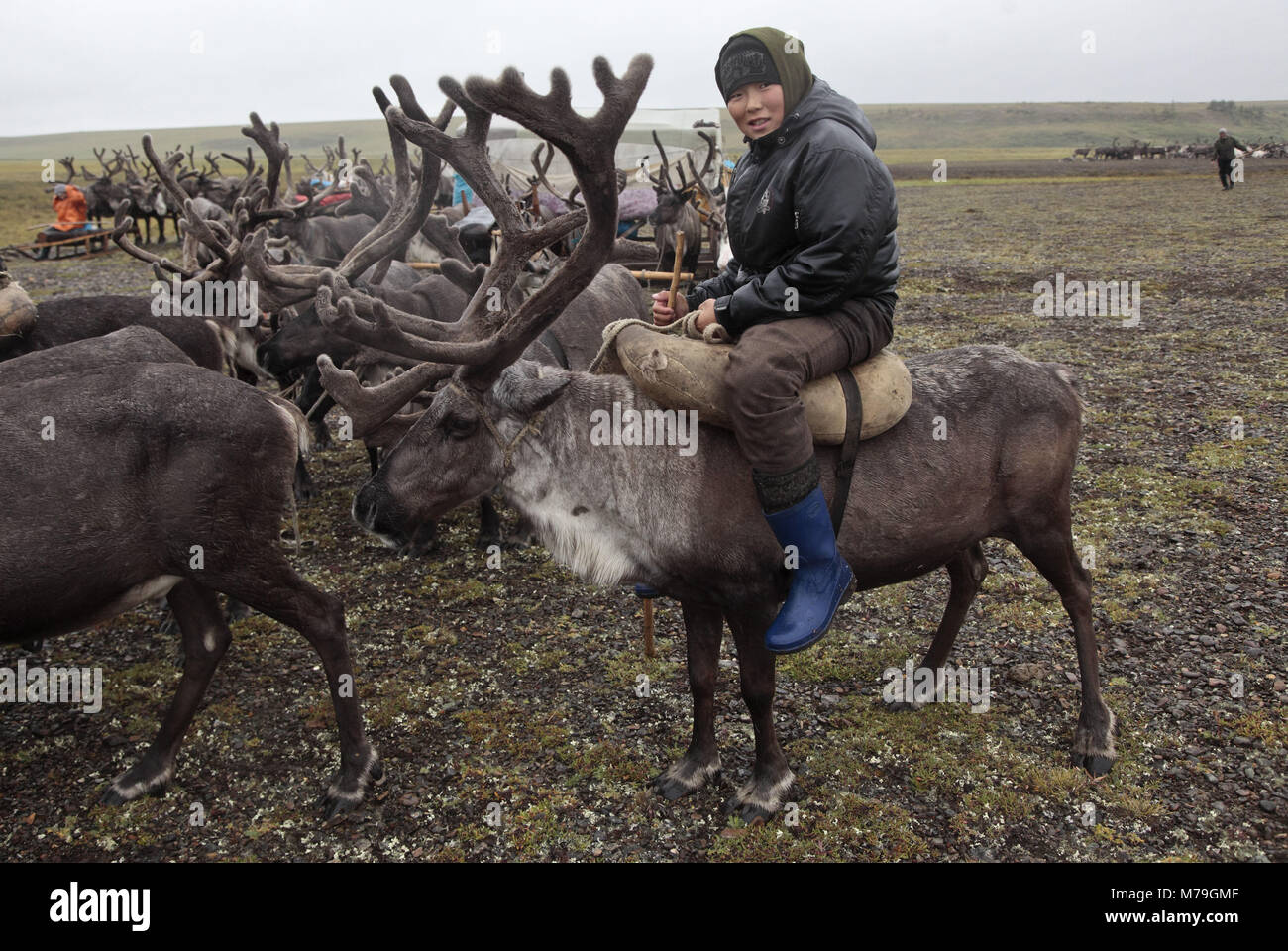 Asia, Russia, Siberia, region of Krasnojarsk, Taimyr peninsula, reindeer nomads, reindeer slide, Stock Photo