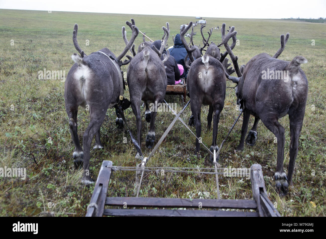 Asia, Russia, Siberia, region of Krasnojarsk, Taimyr peninsula, reindeer slide, tundra, ride, drag, Stock Photo