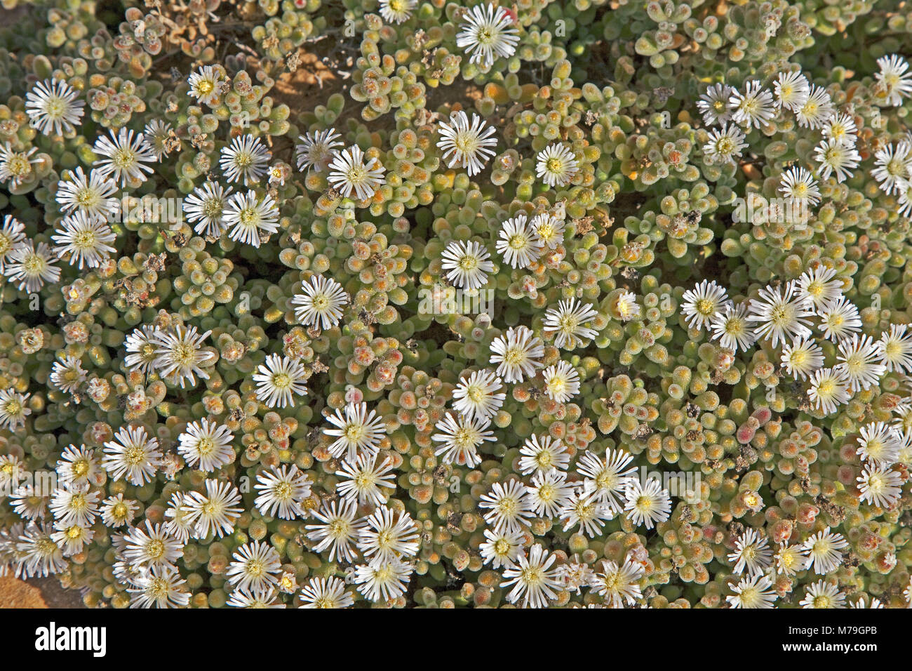 Drosanthemum paxianum, coastal desert, leaves, succulent, water-saving, blossoms, white, Stock Photo
