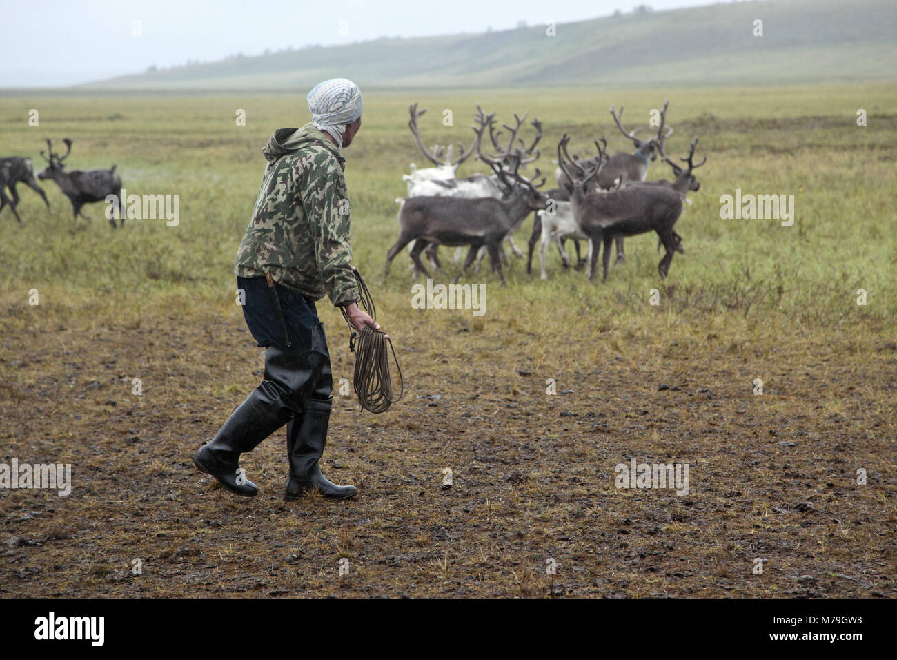 Asia, Russia, Siberia, region of Krasnojarsk, Taimyr peninsula, reindeer nomads, reindeers, reindeer herds, Stock Photo