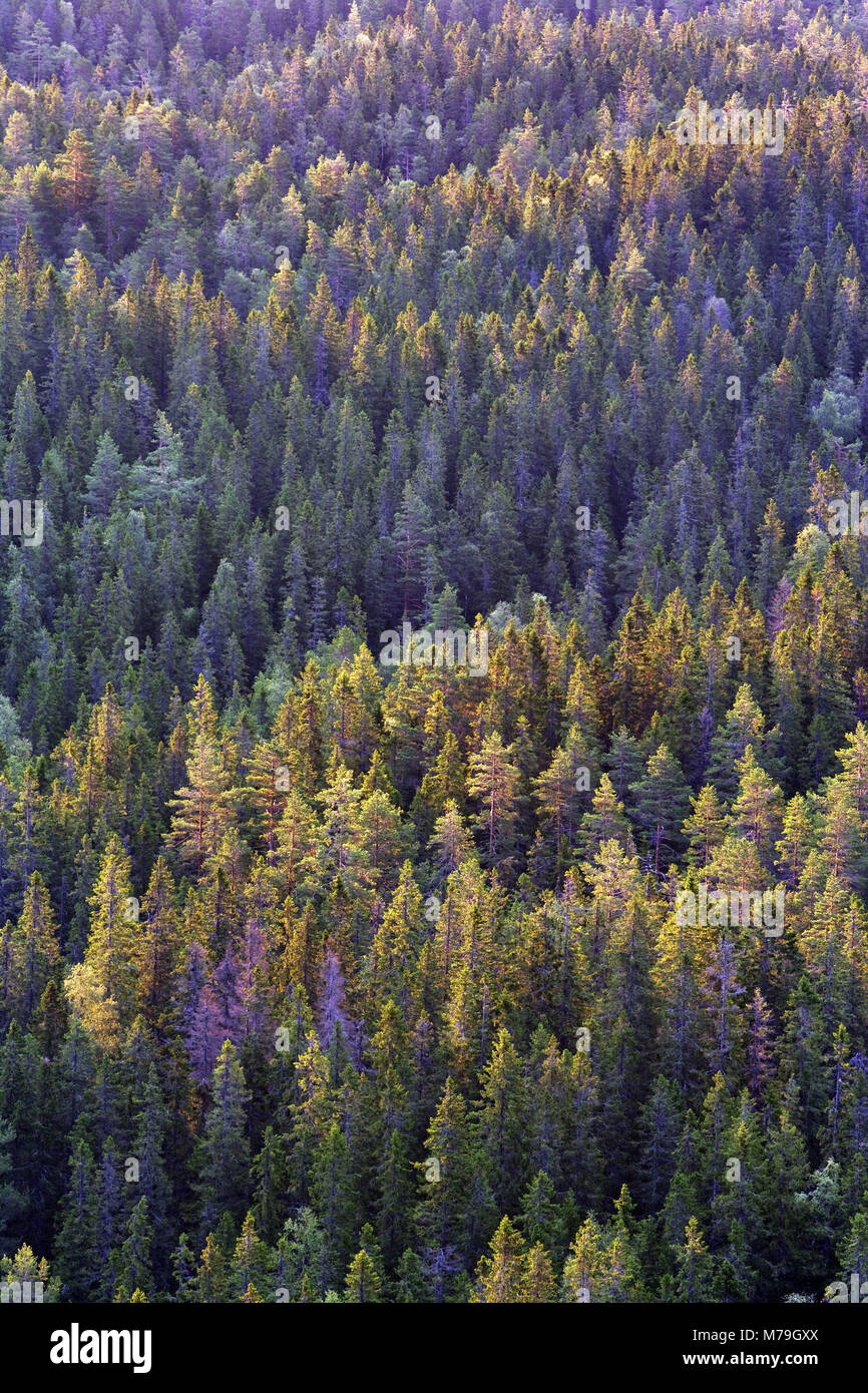 Sweden, Angermanland, Skuleskogen National Park, spruce forest, Stock Photo