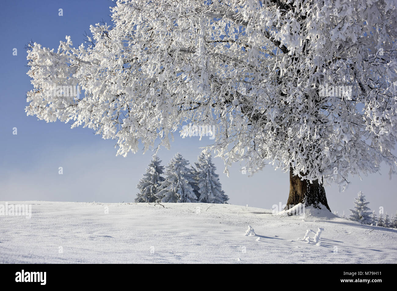 Germany, Bavaria, Upper Bavaria, Pfaffenwinkel region, winter scenery, tree, Stock Photo