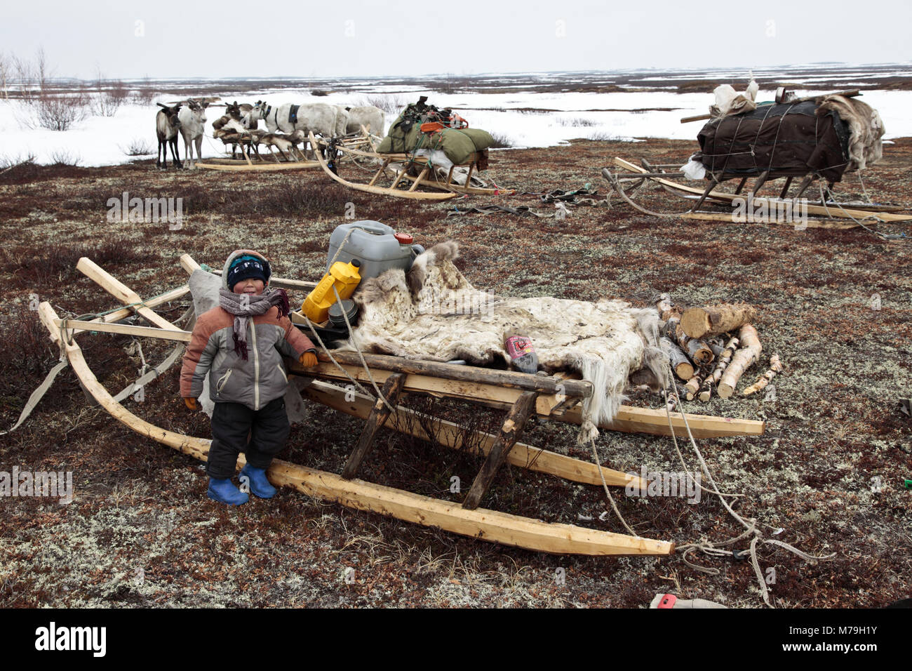 Northern Europe, Russia, Nanya Mar, Nenets, reindeer shepherds, young animal, child, reindeer slide, Stock Photo