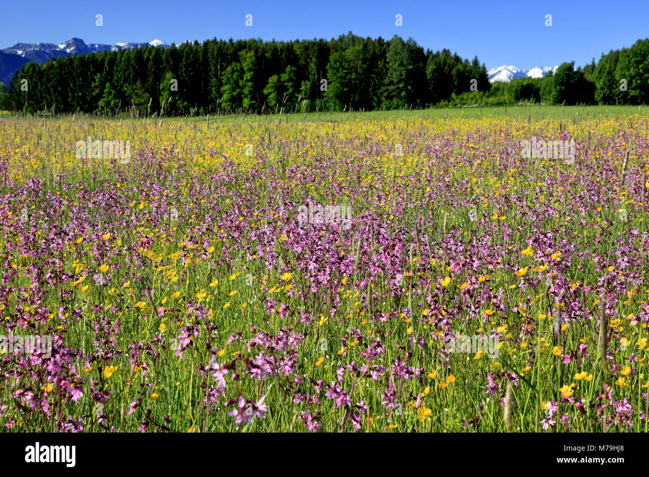 Germany, Bavaria, Upper Bavaria, Pfaffenwinkel region, 'Blaues Land', spring meadow, campions, Estergebirge, Zugspitze massif, Stock Photo