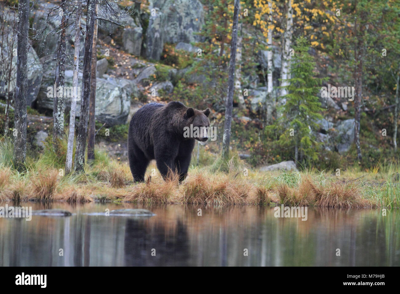 Europe, Finland, Vartius, European brown bear, Ursus arctos arctos, Stock Photo