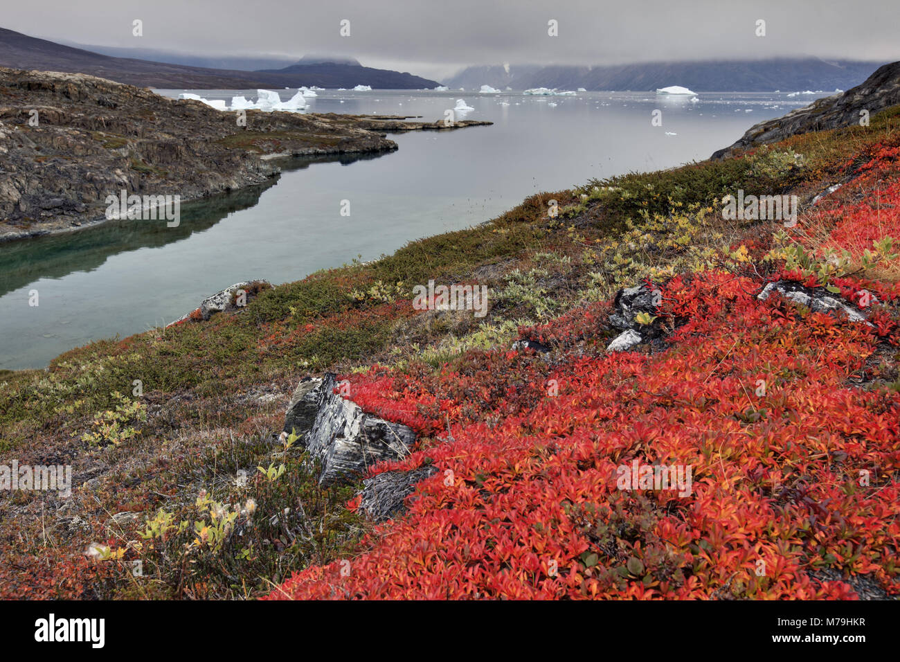 Greenland East Greenland Scoresbysund Icebergs Coastal Scenery 