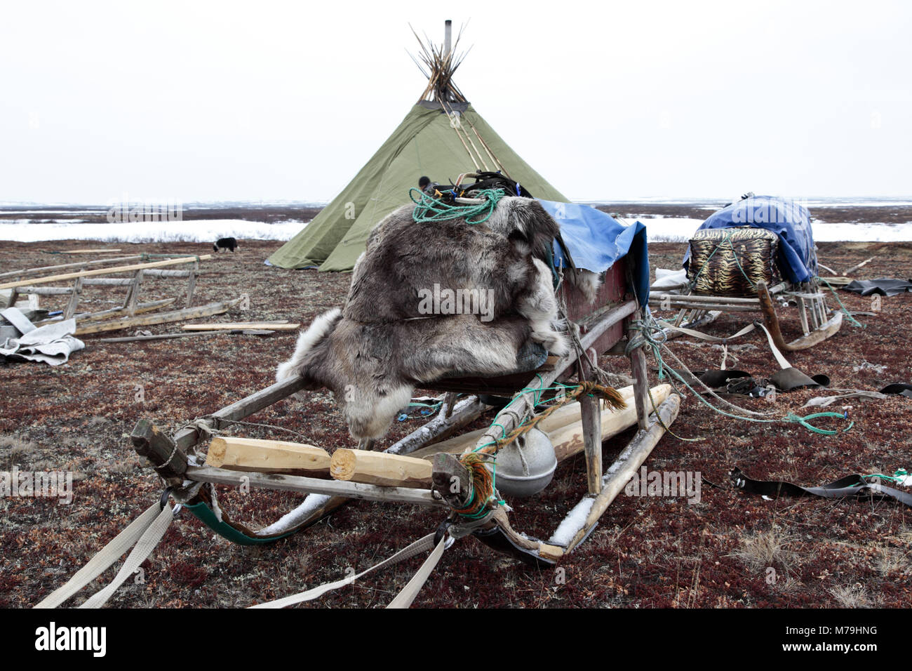 Northern Europe, Russia, Nanya Mar, Nenets, reindeer shepherds, reindeer slide, tent, Chum, Stock Photo