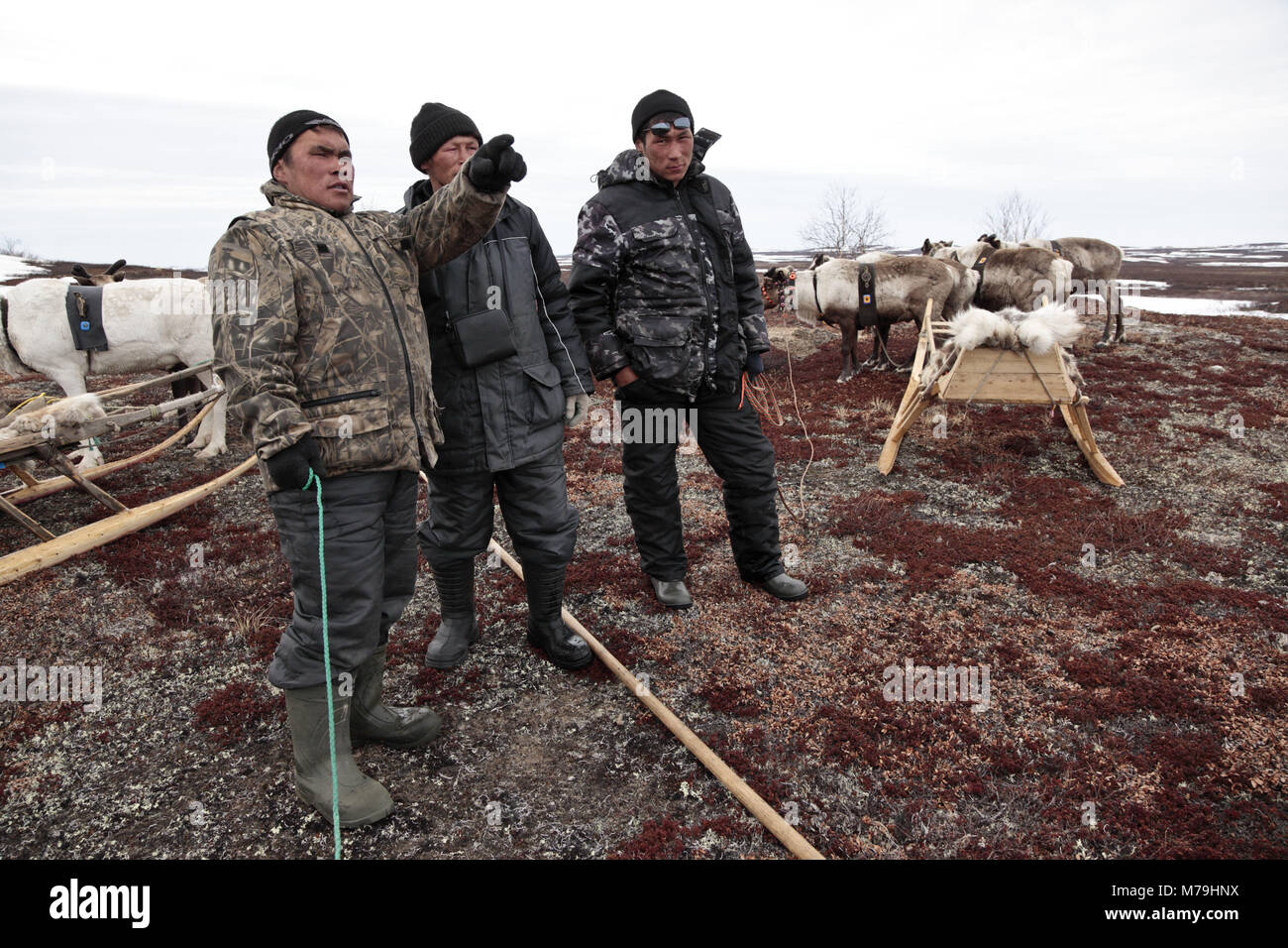 Northern Europe, Russia, Nanyar Mar, Nenets, reindeer shepherds, Stock Photo