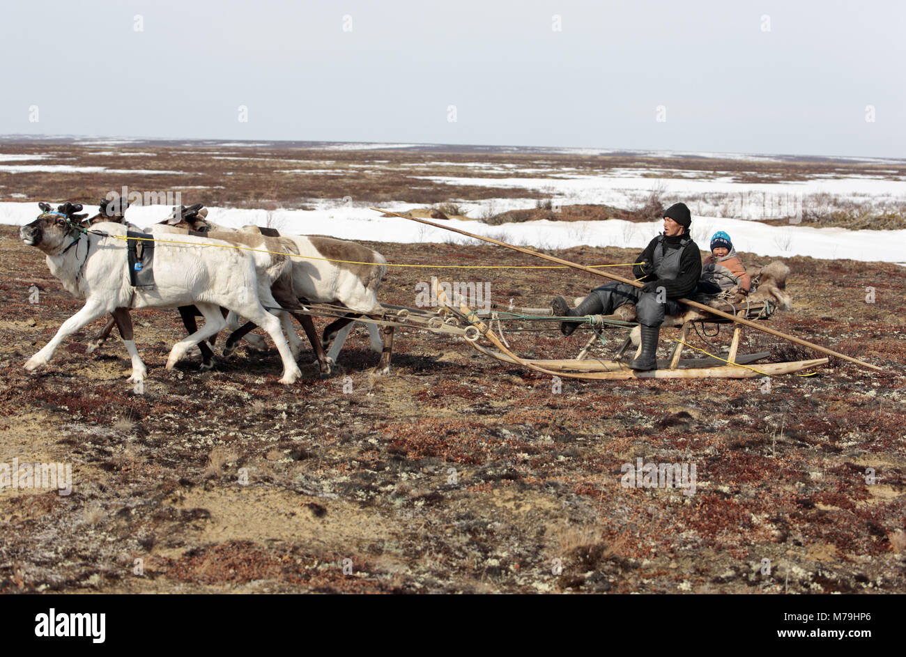 Northern Europe, Russia, Nanya Mar, Nenets, reindeer shepherds, reindeer slide, father, son, Stock Photo