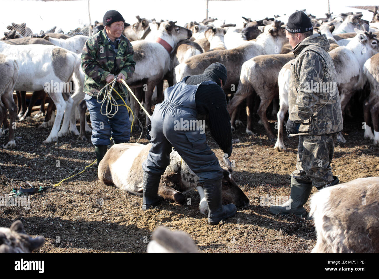 Northern Europe, Russia, Nanyar Mar, Nenets, reindeer shepherds, reindeer herds, gates, Stock Photo