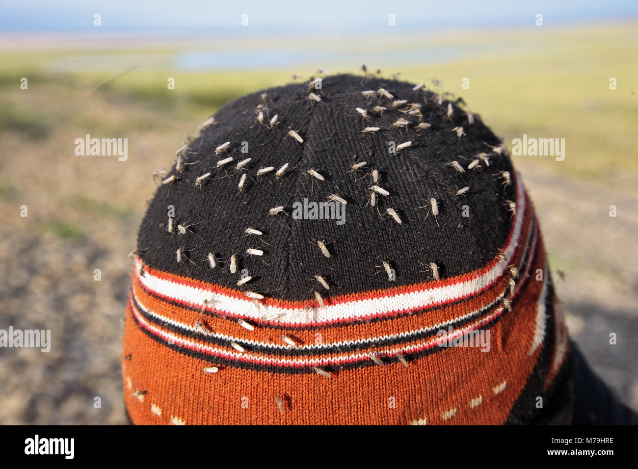 Asia, Russia, Siberia, region of Krasnojarsk, Taimyr peninsula, tundra, mosquito, mosquitoes, head, cap, Stock Photo