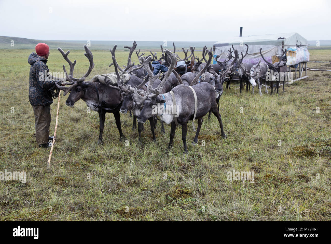 Asia, Russia, Siberia, region of Krasnojarsk, Taimyr peninsula, reindeer nomads, reindeer slide, Balok, Stock Photo