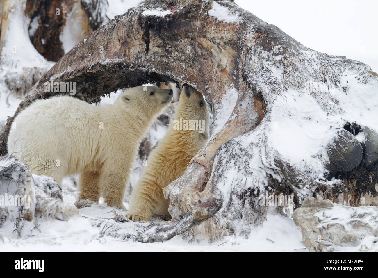North America, the USA, Alaska, North Alaska, Arctic Nationwide Wildlife Refuge, Kaktovik, polar bear, Ursus maritimus, Stock Photo