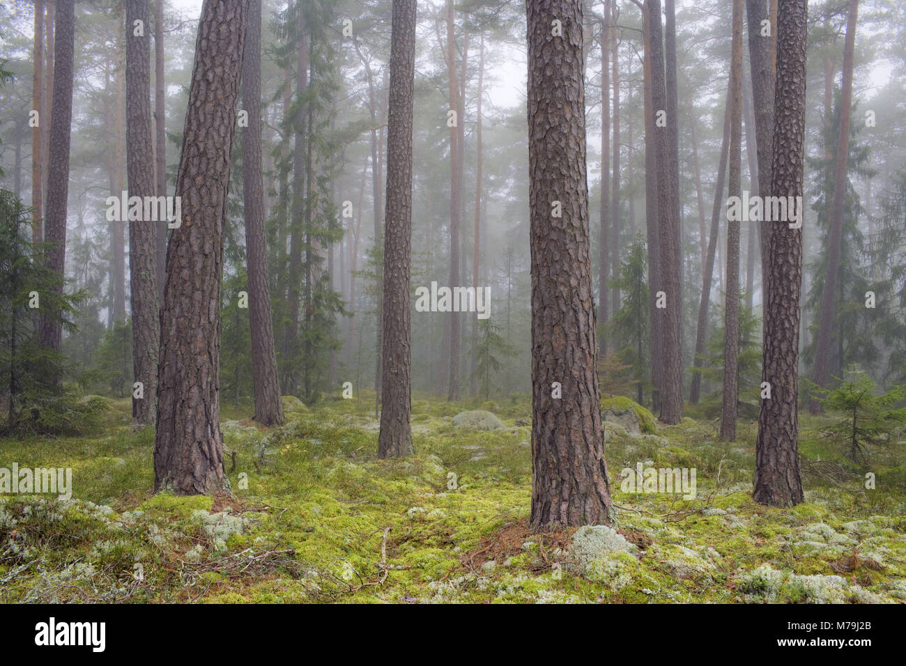 Sweden, Västmanland, wood, fog, Stock Photo