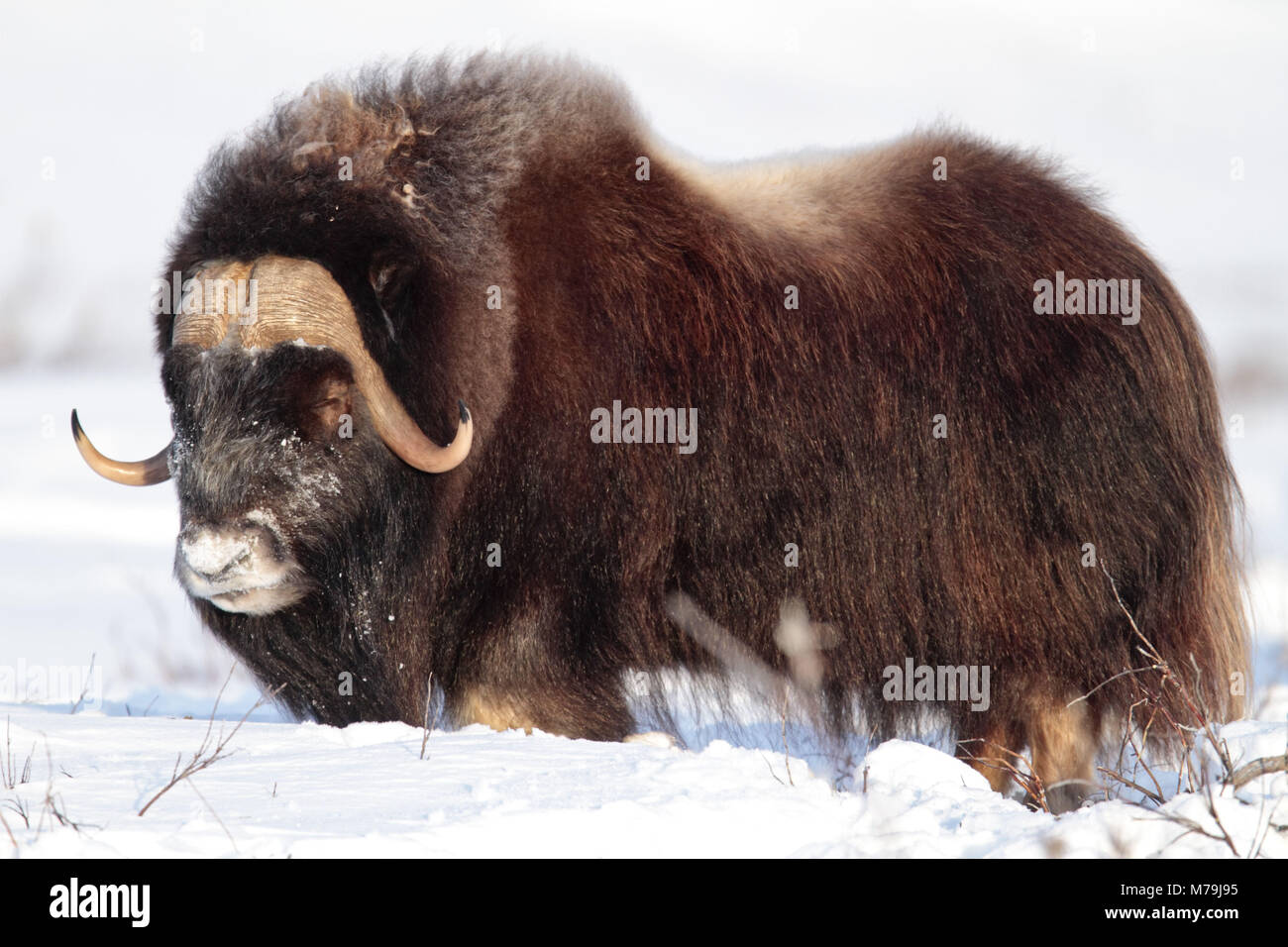 North America, the USA, Alaska, North Alaska, North Slope, musk ox, Ovibos moschatus, Stock Photo