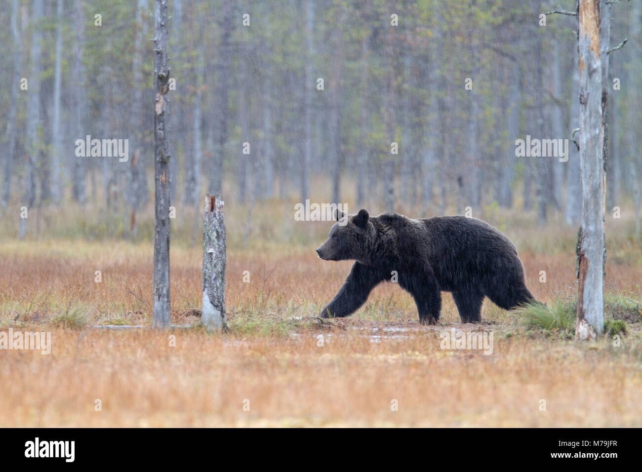 Europe, Finland, Vartius, European brown bear, Ursus arctos arctos, Stock Photo