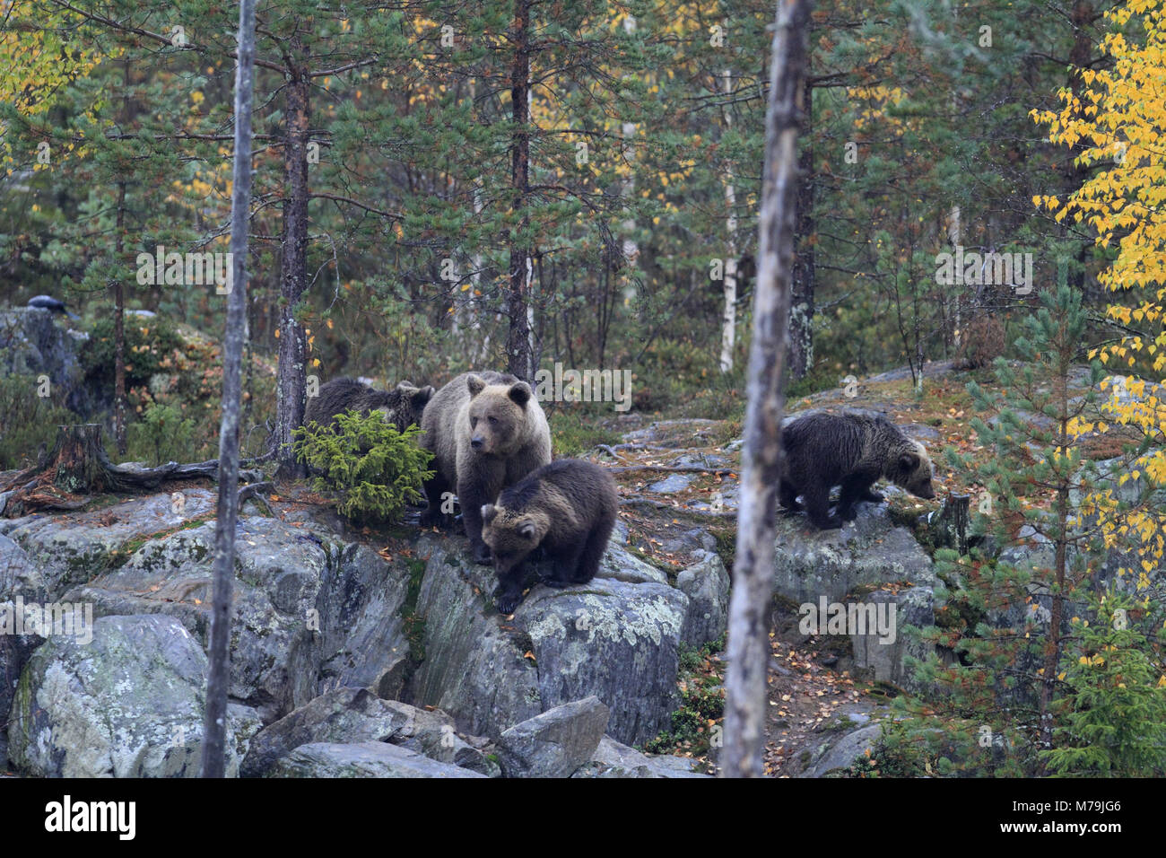 Europe, Finland, Vartius, European brown bear, Ursus arctos arctos, brown bear family, Stock Photo