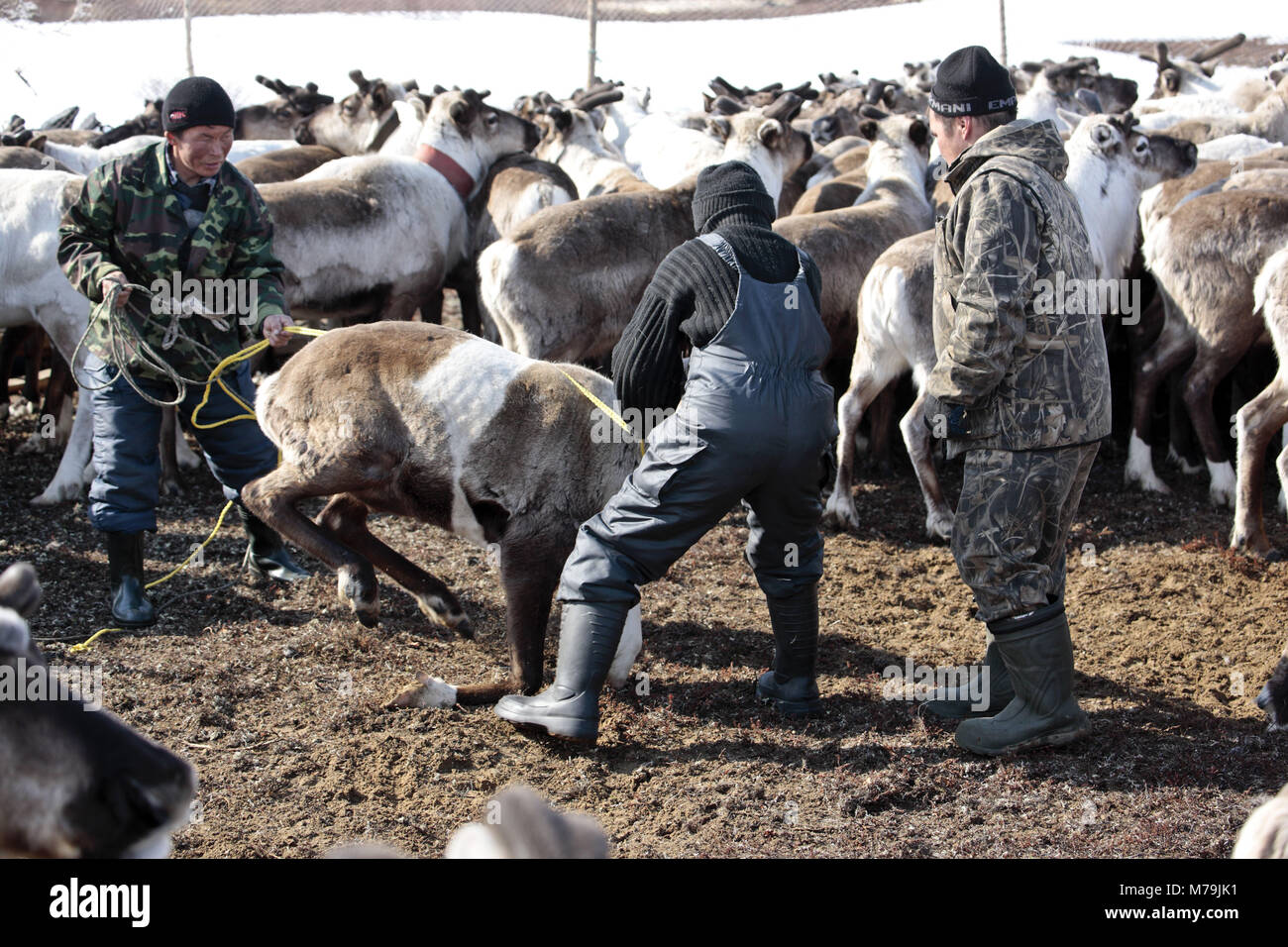 Northern Europe, Russia, Nanyar Mar, Nenets, reindeer shepherds, reindeer herds, gates, Stock Photo