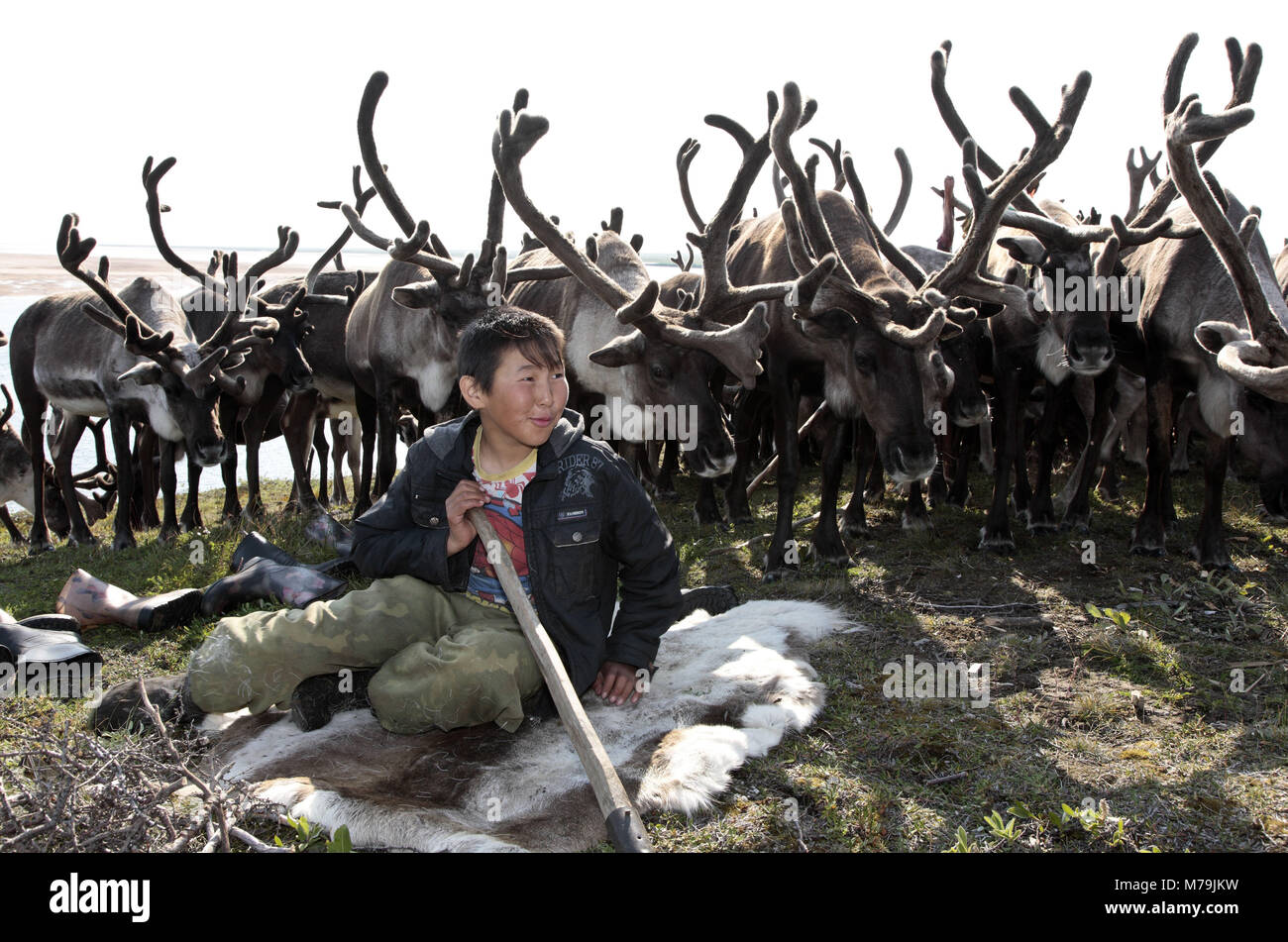 Asia, Russia, Siberia, region of Krasnojarsk, Taimyr peninsula, reindeers, reindeer herds, child, boy, Stock Photo