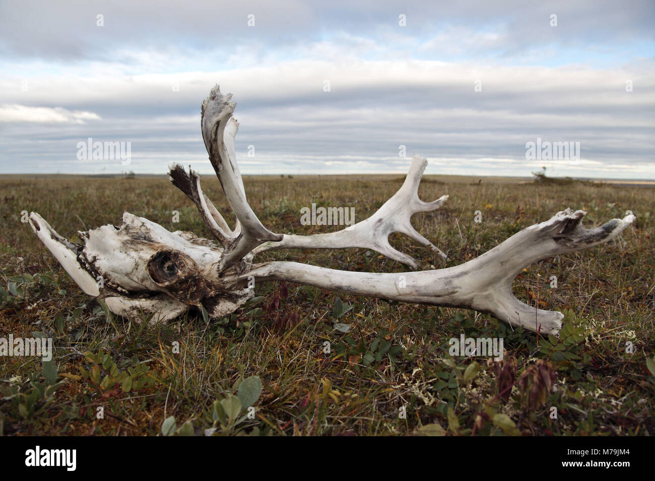 Asia, Russia, Siberia, region of Krasnojarsk, Taimyr peninsula, death's head, reindeer head, Stock Photo