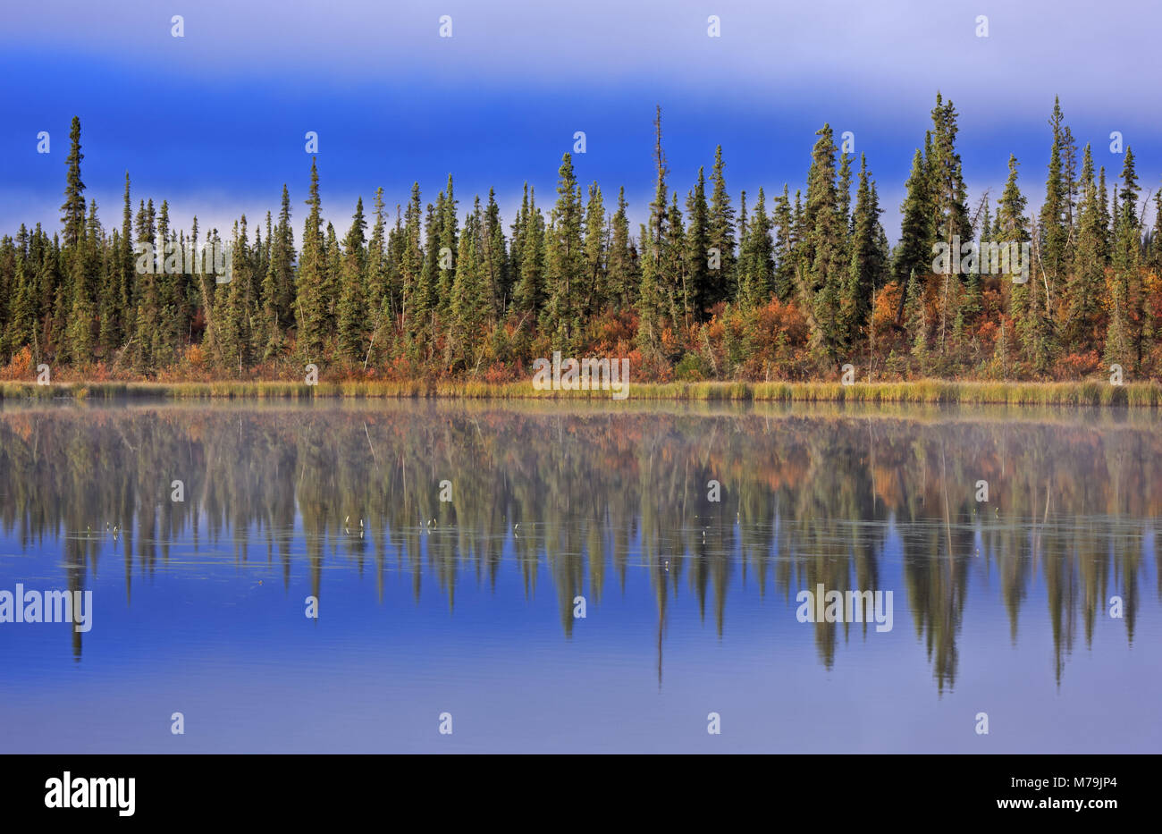 North America, the USA, Alaska, Brooks Range, wood, mountain lake Stock Photo Alamy
