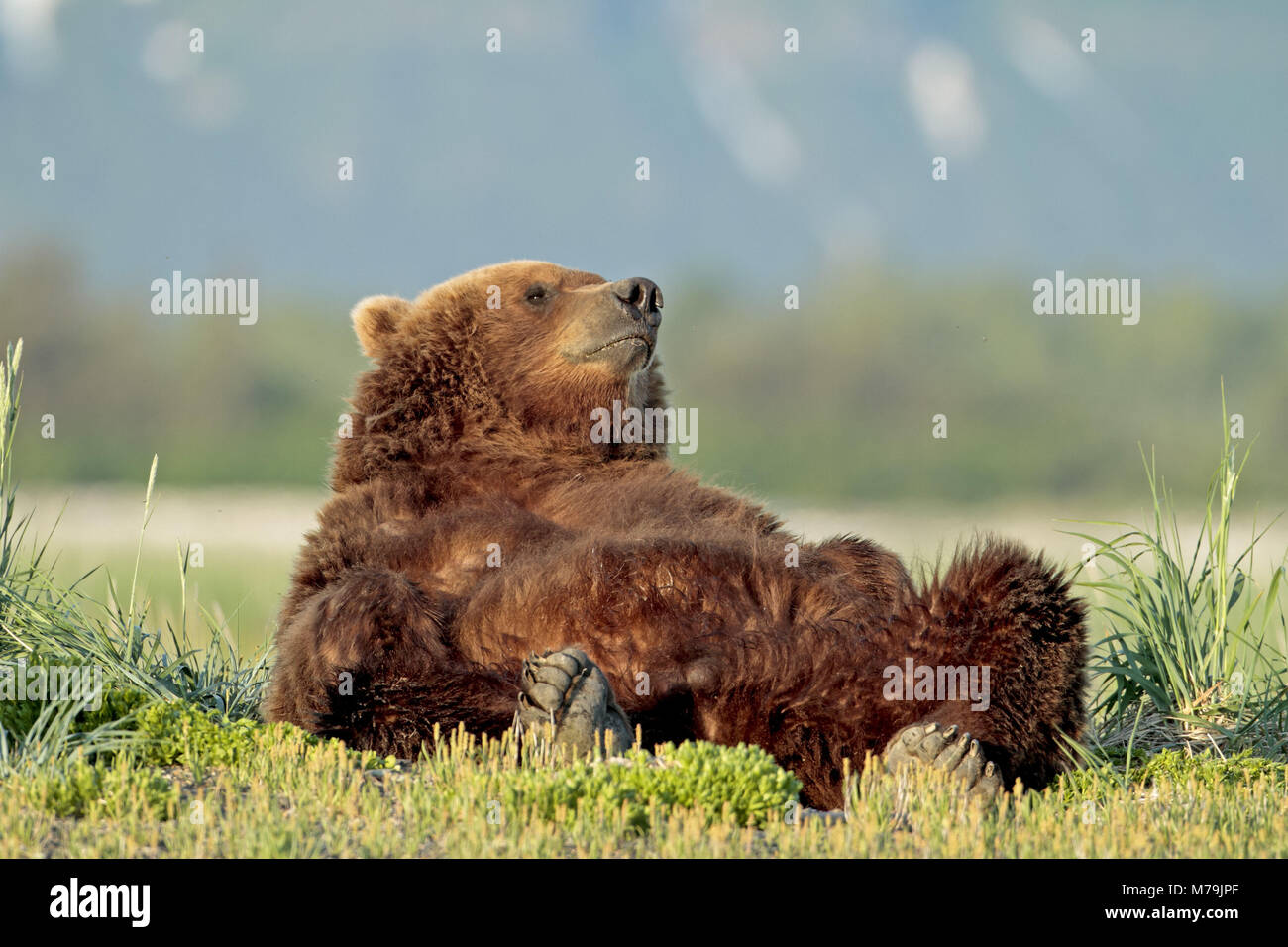 North America, the USA, Alaska, Katmai National Park, Hallo Bay, brown bear, Ursus arctos, Stock Photo