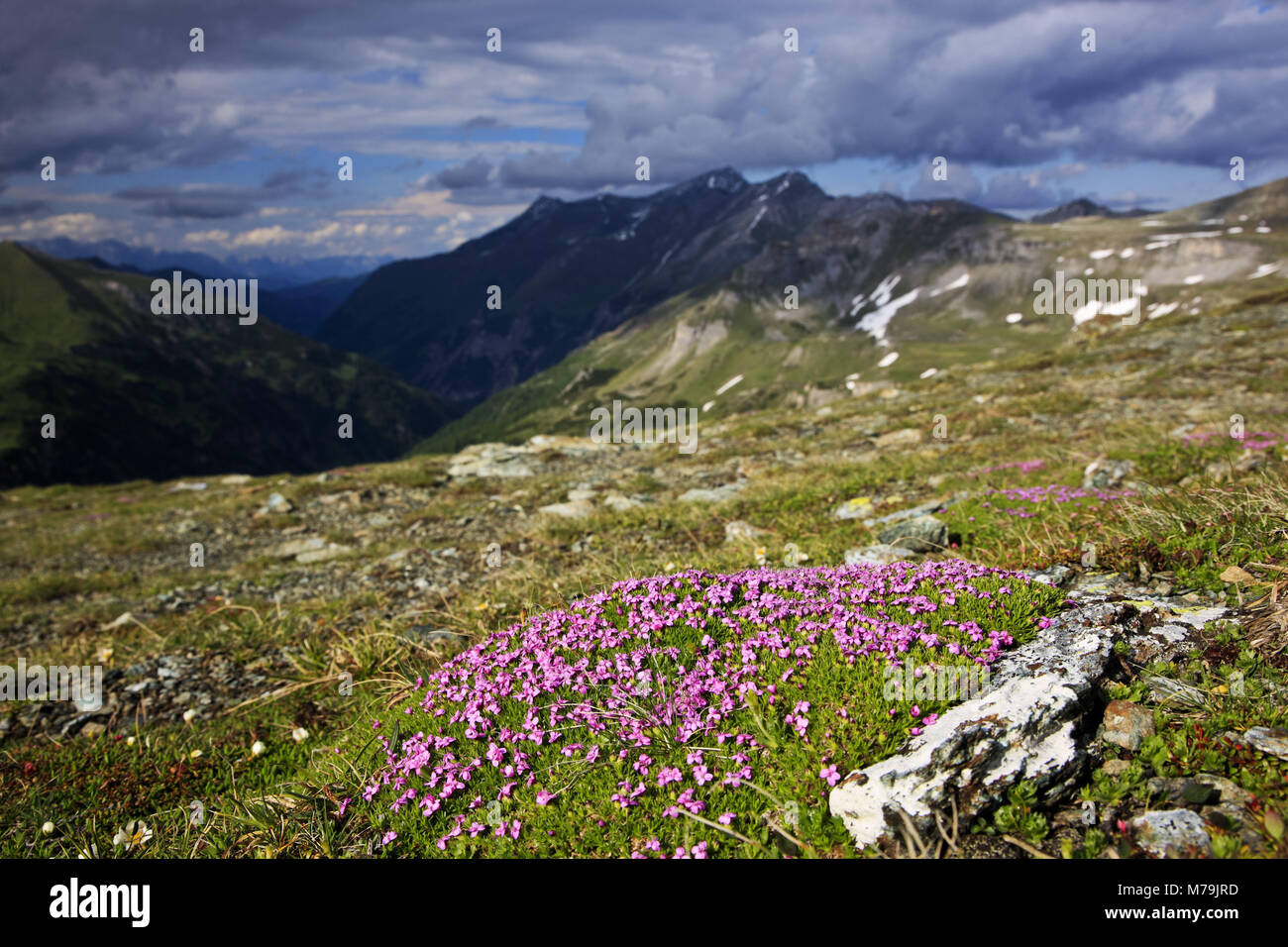 Austria, Salzburg country, Hohe Tauern, High Tauern National Park, Grossglockner high alpine road, moss campion, Silene acaulis, Stock Photo