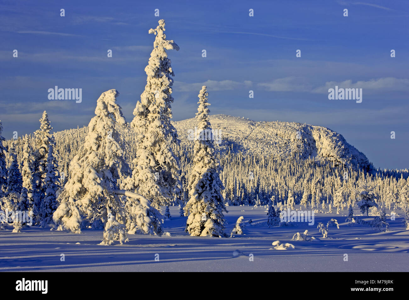 Sweden, Swedish Lapland, Laponia, winter scenery, trees, Stock Photo