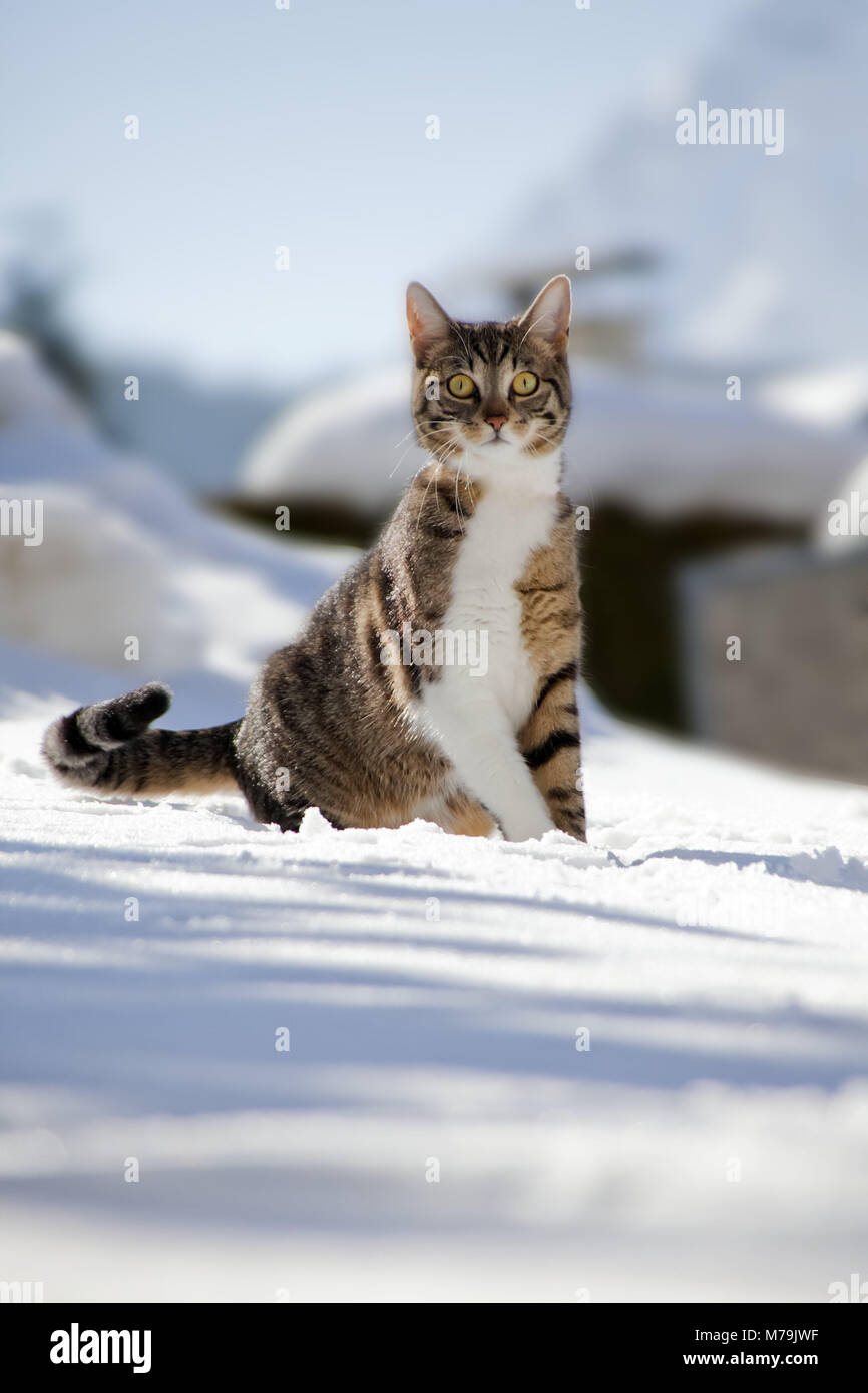 Cats, snow, sit, animal, pet, house cat, EKH, outdoor cat, one, striped, strolling around, view, careful, curiosity, interest, snow-covered, winter, outside, frontal, Stock Photo
