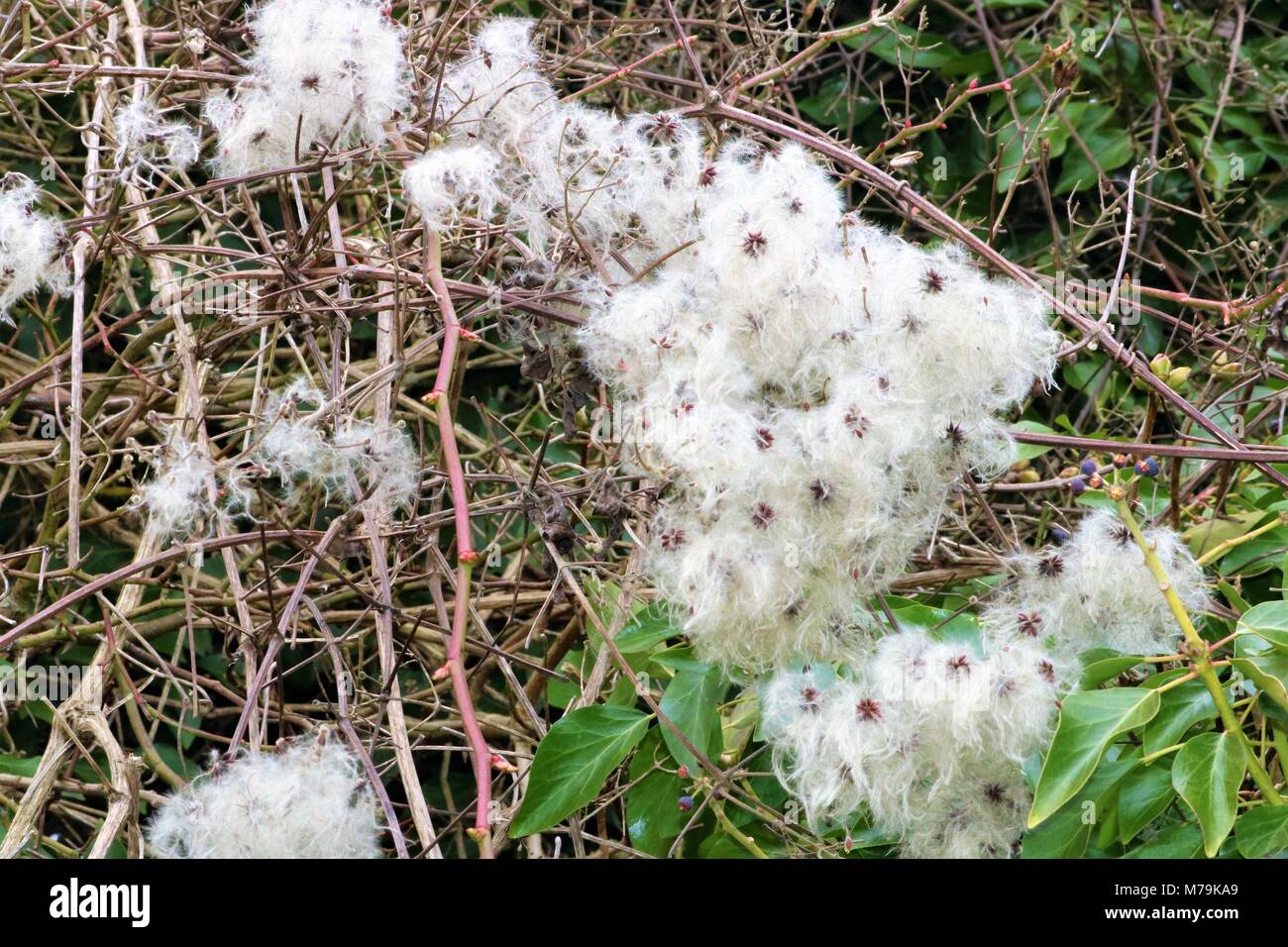 White Fluffy Flowers That Look Like Cotton 