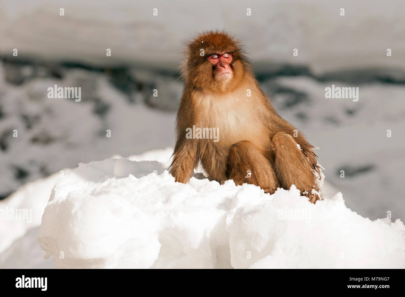 japanese-macaque-or-snow-japanese-monkey-macaca-fuscata-sunbath