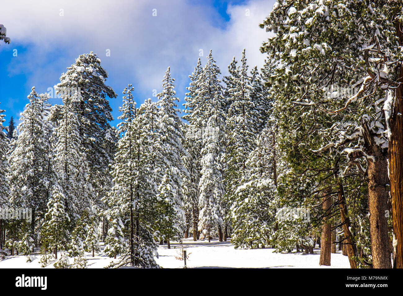 Snow Covered Trees In Forest Stock Photo - Alamy