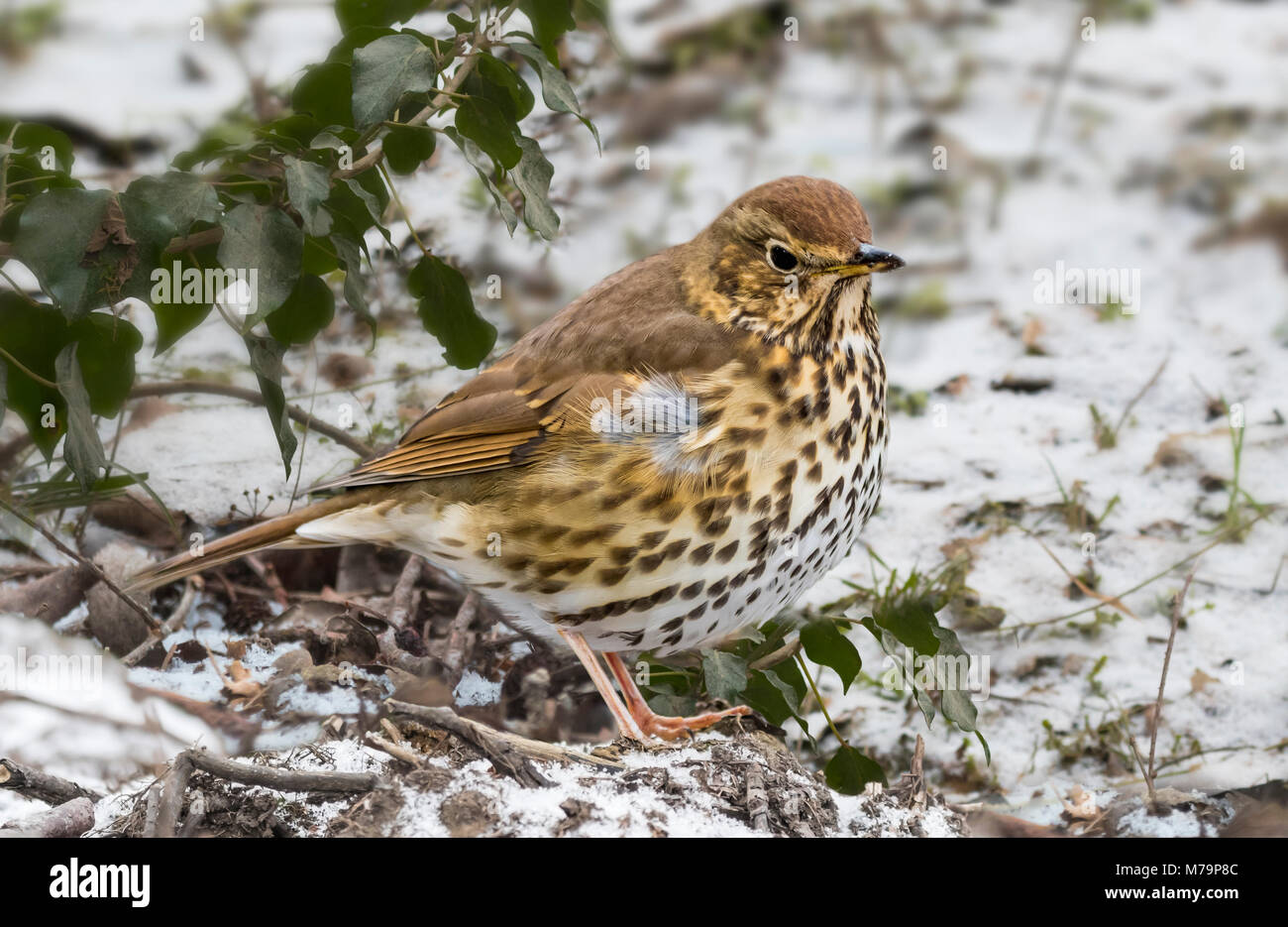 Song Thrush (Turdus philomelos) standing on snow covered ground on a cold in Winter day in West Sussex, England, UK. Stock Photo