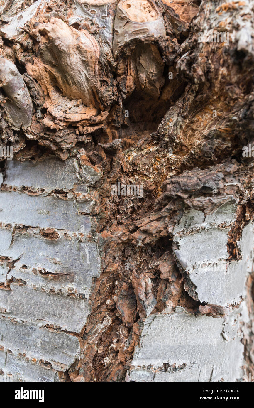 Closeup of split bark on a tree. Damaged tree close up showing split