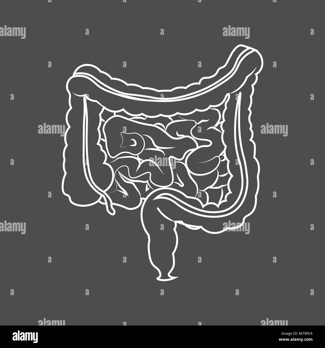Human digestive system intestines gut anatomy gastrointestinal tract diagram. Monochrome contour of the intestine Stock Vector