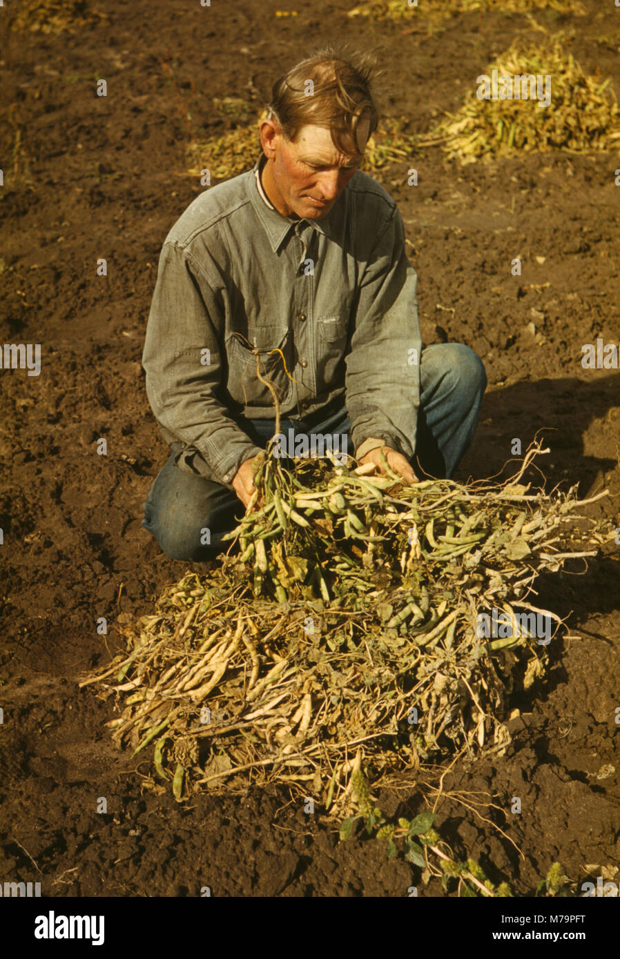 Bill Stagg, Homesteader, Harvesting his Pinto Beans, Pie Town, New