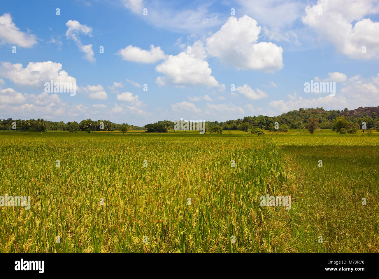 ripening sri lankan rice crops with woodland in wasgamuwa national park under a blue sky with fluffy white clouds Stock Photo