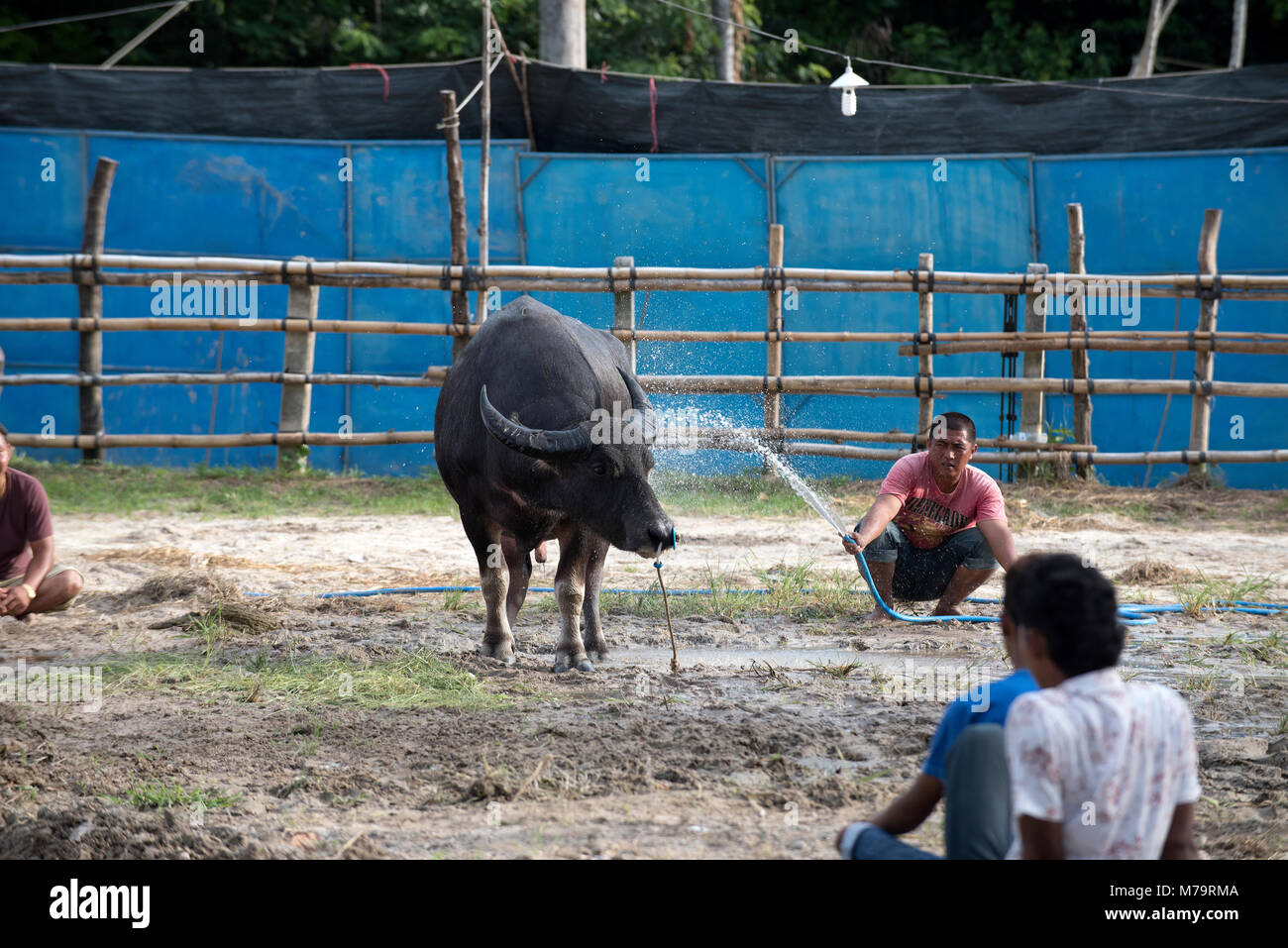 Thailand, fighting Buffalo (Bubalus bubalis), preparation before the ...