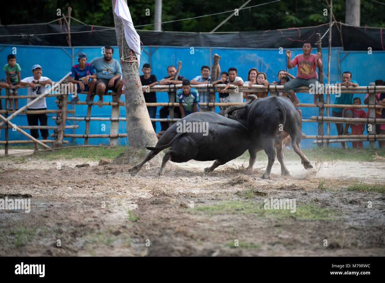 Thailand, fighting Buffalo (Bubalus bubalis), Fighting Stock Photo - Alamy