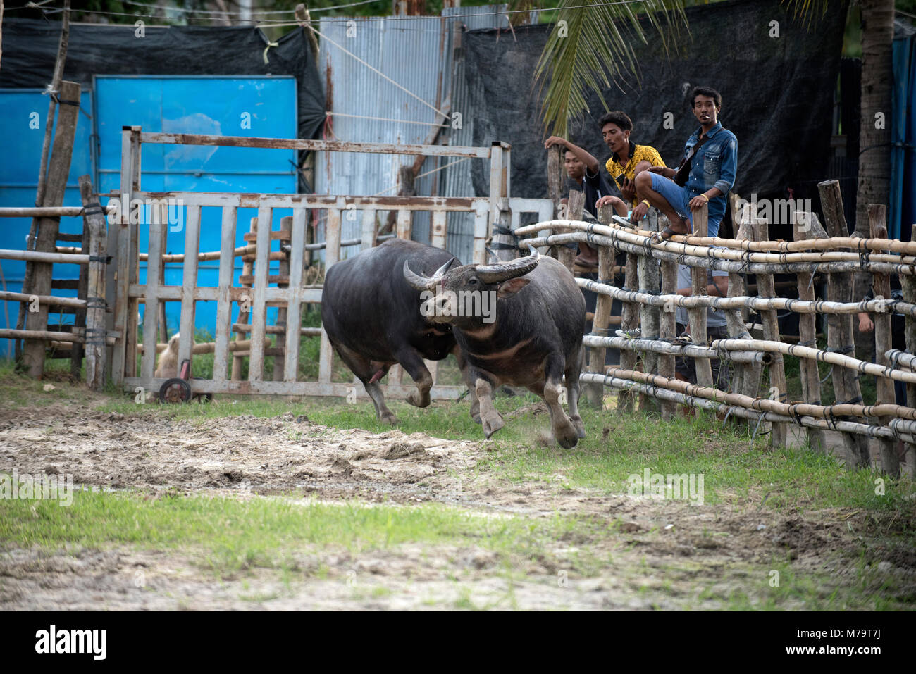 Thailand, fighting Buffalo (Bubalus bubalis), Fighting, At the end of ...