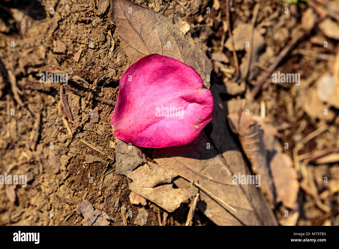 A fallen camellia flower petal lies on a dead leaf in winter. Camellia