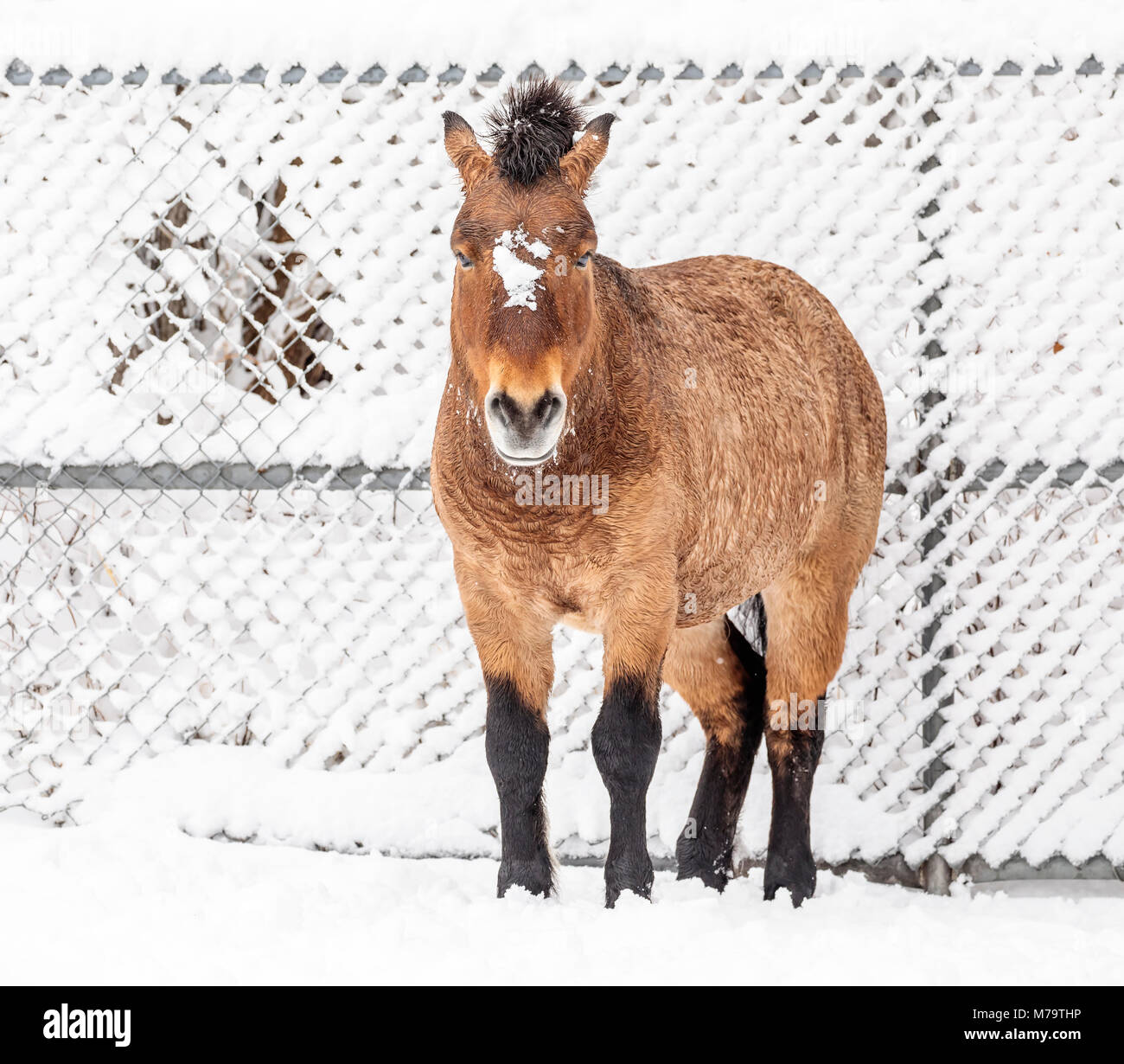 A Przewalski's horse or Dzungarian, Equus ferus przewalskii, a rare endangered wild horse, Assiniboine Park Zoo, Winnipeg, Manitoba, Canada. Stock Photo