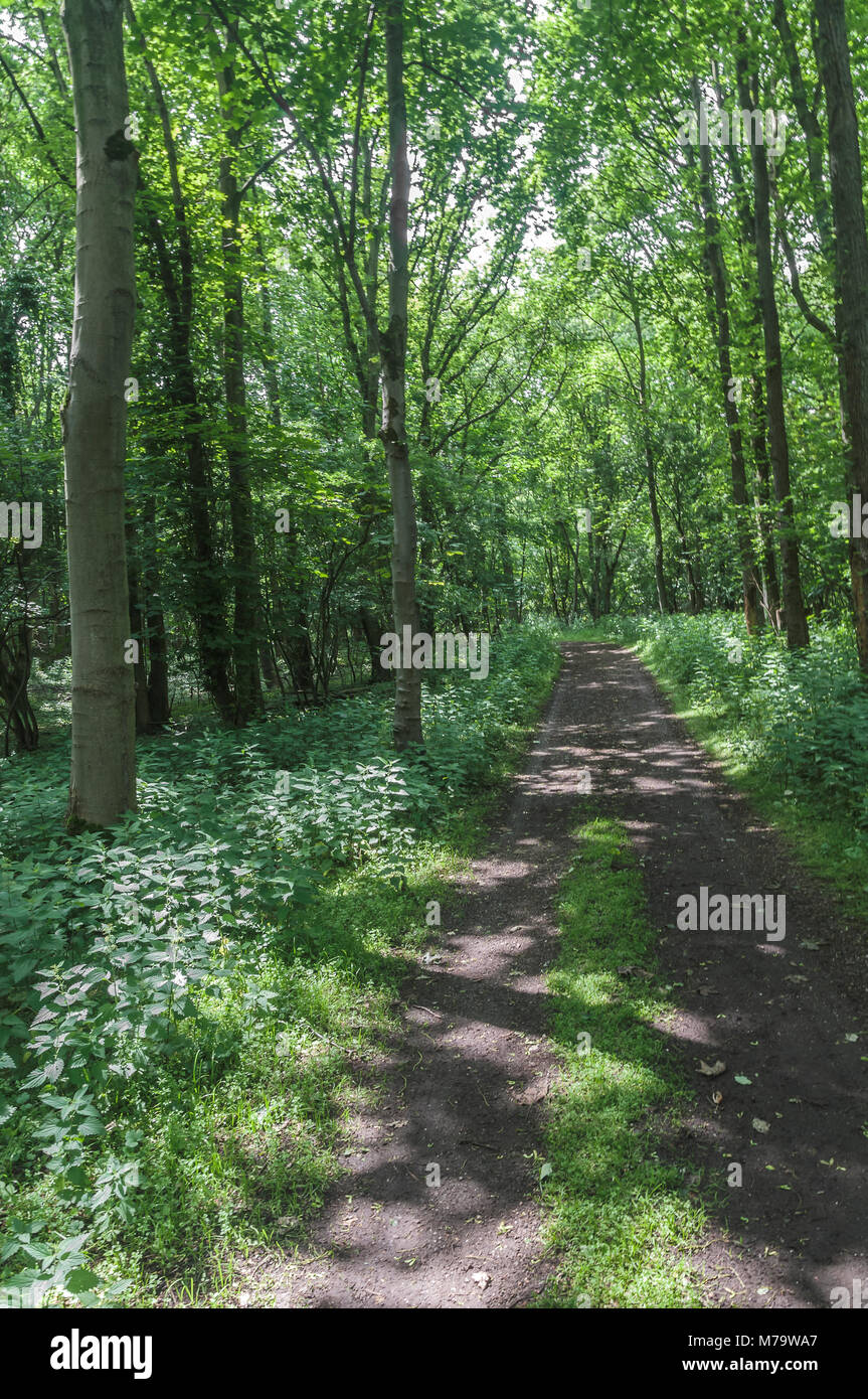 Walking Path In Forest walking path in a beautiful forest Stock Photo - Alamy