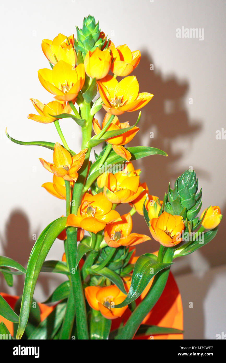 Orange star plant Stock Photo