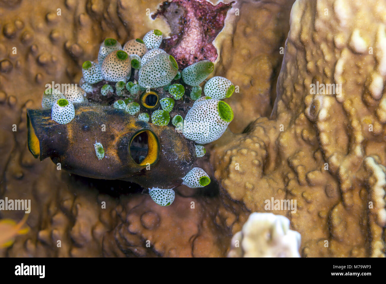Didemnum molle is a species of colonial tunicate in the family Didemnidae. Stock Photo